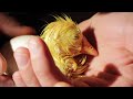 Perforar un huevo de ganso para salvar al polluelo que está adentro
