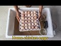 How to Make a Simple Egg Incubator at home || Pets Life TV