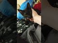 Salem as a Kitten clips