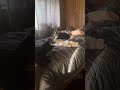 6 minutes of cats