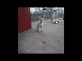 🤣😸 Best Cats Videos ❤️🤣 Funny And Cute Animal Videos 2024 # 25