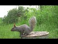 Sunday Morning Brunch for Backyard Birds, Squirrels and Chipmunks - 10 Hour Cat TV - Jun 09, 2024