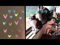 日向ぼっこ😻😻😻