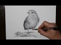 How to Draw a Robin | Amazing Realistic Pen Drawing / Scribble Art Sketch