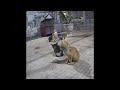 😘😍 You Laugh You Lose Dogs And Cats 🐕🤣 Funny Animal Videos #16