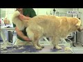 Golden Retriever Grooming Guide