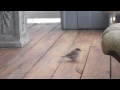 Sparrows on Balcony Floor