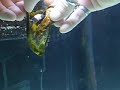 HATCHING A CORAL BANDED CAT SHARK EGG!