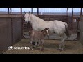 Ask the Vet - Deworming foals