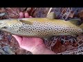 Halloween wild Brown trout