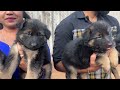 ரூ 7000 முதல் Largest ஜெர்மன் ஷெப்பர்ட் Dog Kennel | Yazhli Kennel Coimbatore | Puppies for sale