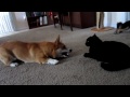 Corgi talks to cat