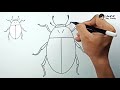 How to draw Water Beetle