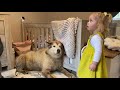 Baby Girl Tries To Convince Giant Sulking Dog It's BATH TIME! (Cutest EVER!!)