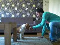 my beagle loves high five, touch, zit, af en kus