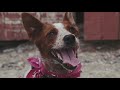HERDING DOGS: BORDER COLLIE VS. AUSTRALIAN CATTLE DOG