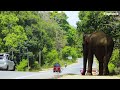The behavior of the wild elephant when a man falls Elephant soul
