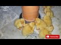 Two broody hen hatching Ducklings and chicks || Hen harvesting eggs to chicks ducklings naturally