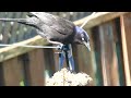 Common Grackle Feeding at Backyard Birding Station