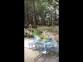 Hummingbirds in Alabama