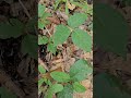 How to identify Poison Ivy