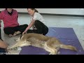 Tail Massage. A Demonstration by Rhonda Reich, MA, RMT.