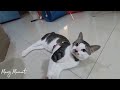 Kucing kucing yang lucu dan menghibur