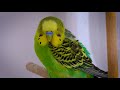 Budgie Therapy 🌼 Relaxing Budgie sounds