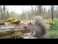 Cardinals, Red Squirrels, Ravens and More - 10 Hour Relaxing Video for Pets - Cat TV - May 17, 2024