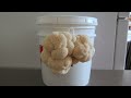 Grow Lion's Mane Mushrooms In A Bucket At Home (No Sterilization Or Pasteurization!)