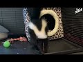 Baby Skunk Does The Cutest Stomps | The Dodo Little But Fierce
