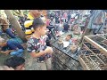 Pasar Burung Tradisional Jawa: Surga Burung Murah dari Desa-Desa Pegunungan
