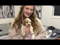 We Got Our New Petite Australian Labradoodle Stud | Meet Ollie