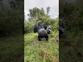 Silverback Gorilla Beating His Chest #mountaingorilla #silverbackgorilla #gorillatrekking