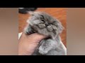 Funniest Animals 2024 😂 Best Funny Cats and Dogs 😂🐰 Part 02 | Cute Baby Animals