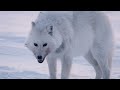 Coldest Parts of the Planet | Hostile Planet | Full Episode | S1-E3 | National Geographic