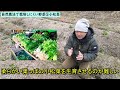 【悩んでいる人は見て‼】自然農法で育てやすい野菜・育てにくい野菜