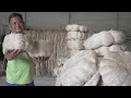 Abaca Farmers in Sarangani Reap Benefits from PRDP