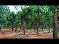 ដីចម្ការកៅស៊ូស្រុកគូលែន Rubber plantation land in Kulen district 😁👍