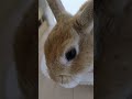 #うさぎ#rabbit