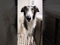 how to con your borzoi into taking a bath