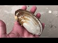 Finding Seashells at Low Tide | Green Sea Urchins & Sand Snails #shells #shelling