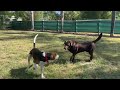 Can a dog fix another dogs aggression?  Watch Prince in action.