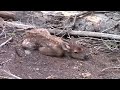 Baby Elk Up Close!!!