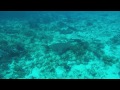 Hungry Eagle Ray on Dalila Reef - Cozumel