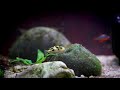 Pea Puffer Care and Breeding: A Tiny Fish with a BIG Attitude!