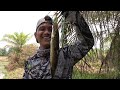 SUPER FIERCE..! STARVING SPRINGKFISH IN A NEWLY OPENED TRAIL || SNAKEHEAD CASTING