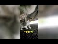 Cat with GoPro fights and asserts dominance | Compilation Douyin