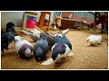 🕊️🕊️உங்கள் புறாக்கள் முட்டையிட சிறந்த 3 Tips || Pigeon Egg Laying Tips Tamil ||2.0