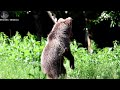 Medvedia sirota Miško ťažký život  Orphan Bear Mishko hard life
